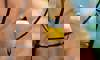 Gouldian finch