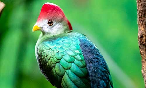 red crested turaco