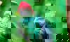red crested turaco
