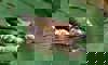 ringed teal