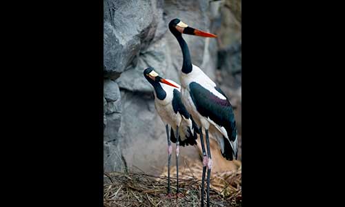 saddle-billed stork