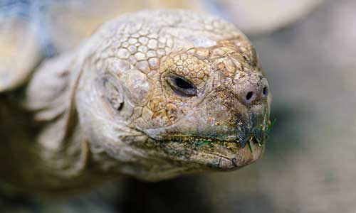African spurred tortoise
