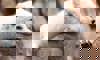 arctic fox