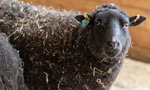 American Black Welsh Mountain Sheep Franklin Park Zoo