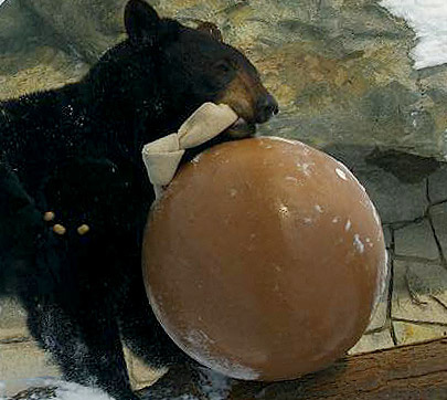 bear with enrichment