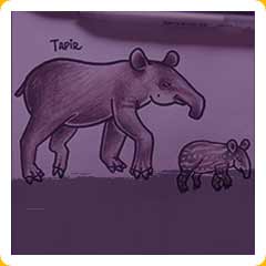 draw a tapir