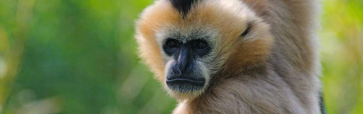 white-cheeked colobus
