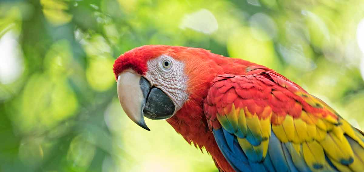 macaw