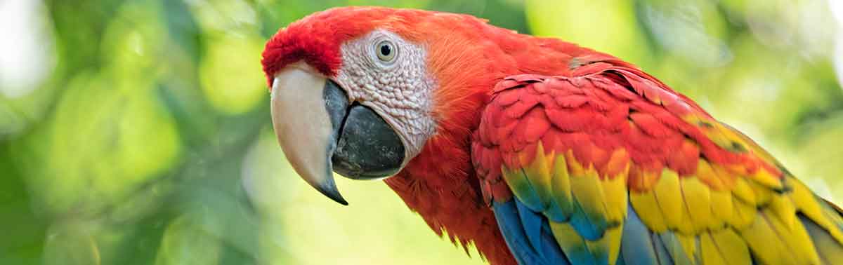 macaw