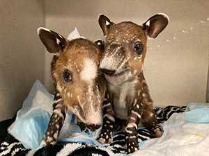 tapir twins