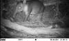 tapir night camera footage