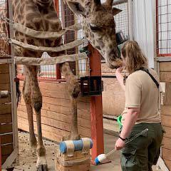 giraffe training