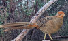 golden pheasant