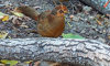 golden pheasant