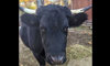 Dexter cow
