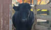 Dexter cow