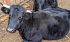 Dexter cow