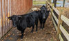 Dexter cow