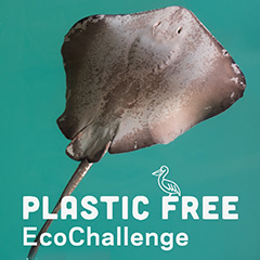 Plastic Free EcoChallenge