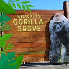 Gorilla Grove