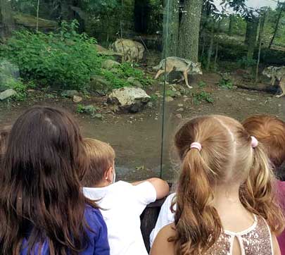 Guests looking at wolves
