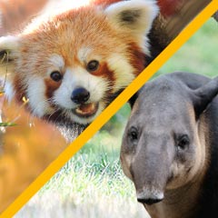 red panda and tapir