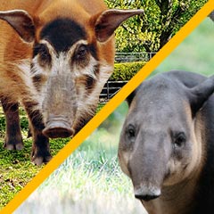 red river hog and tapir