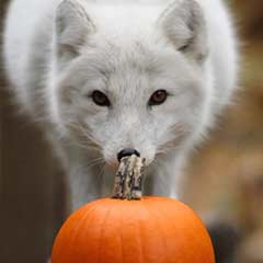 arctic fox and pumpkin