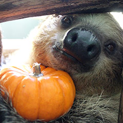 sloth and pumpkin