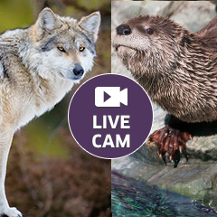 Otter and Wolf Cam