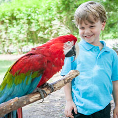 boy and parrot