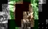 screech owl