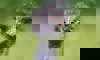 emu