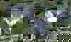 Andean condor
