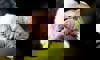 Andean condor