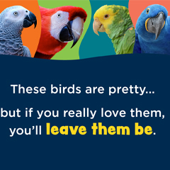Thinking about getting an exotic bird? Think twice.