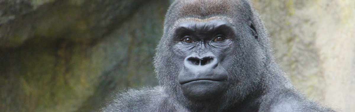 western lowland gorilla