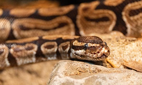 anaconda