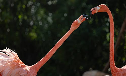 flamingos