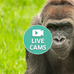 live gorilla cam