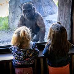 gorilla and children