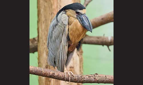 boat-billed heron