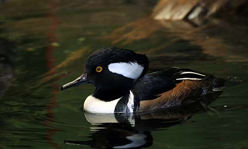 hooded merganser