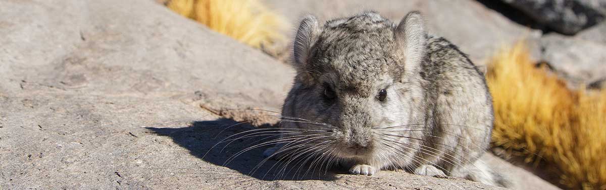 chinchilla