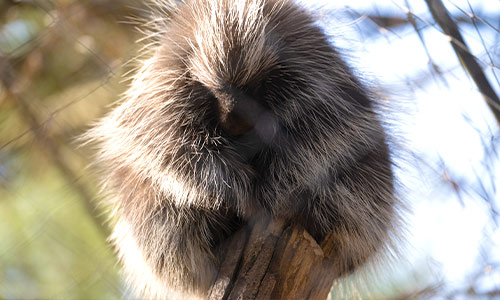 North American porcupine on a branch
