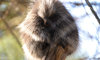 North American porcupine on a branch