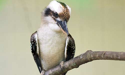 kookaburra