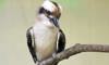 kookaburra