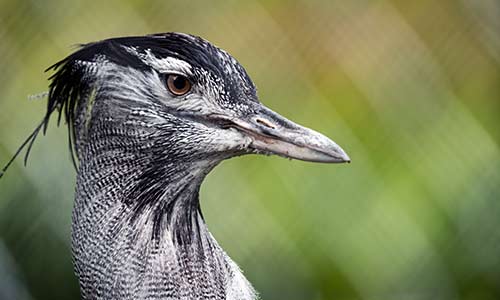 kori bustard