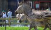 Hartmann’s Mountain Zebra